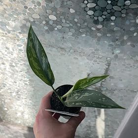 Photo of the plant species Aglaonema MaryAnn by Jessica named Figyonce on Greg, the plant care app