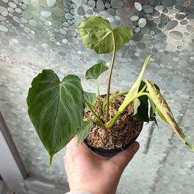 Photo of the plant species Philodendron verrucosum 'Tambillo' by Jessica named Madonna on Greg, the plant care app