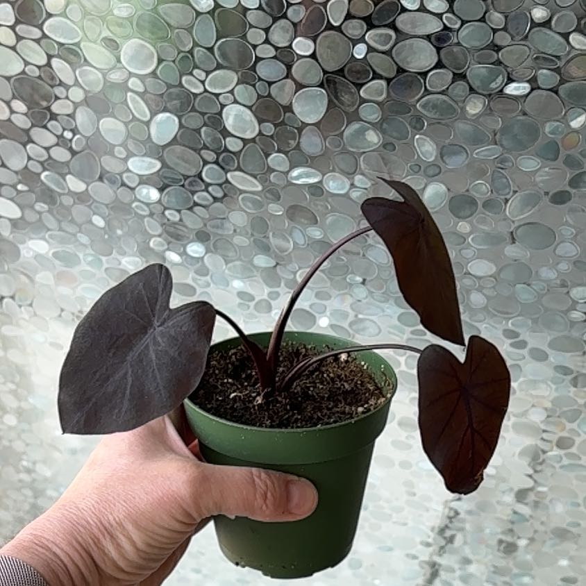 Photo of the plant species Colocasia Black Sapphire Gecko by Jessica named Harmony on Greg, the plant care app