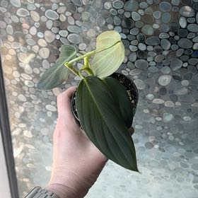 Photo of the plant species Philodendron Gigas by Jessica named Robert Plant on Greg, the plant care app