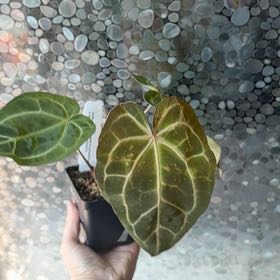 Photo of the plant species Anthurium Crystallinum 'Red' by Jessica named Ulysses S Plant on Greg, the plant care app