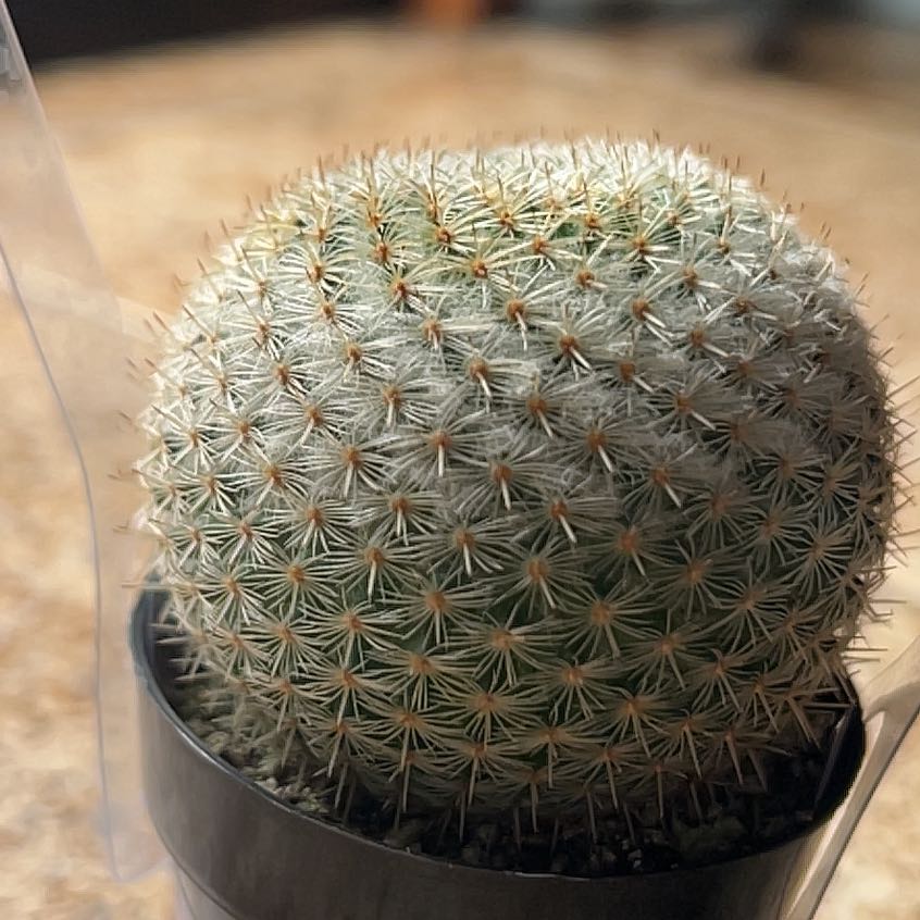 Photo of the plant species Notocactus elegans by @SugarFanpalm48 named Xena on Greg, the plant care app