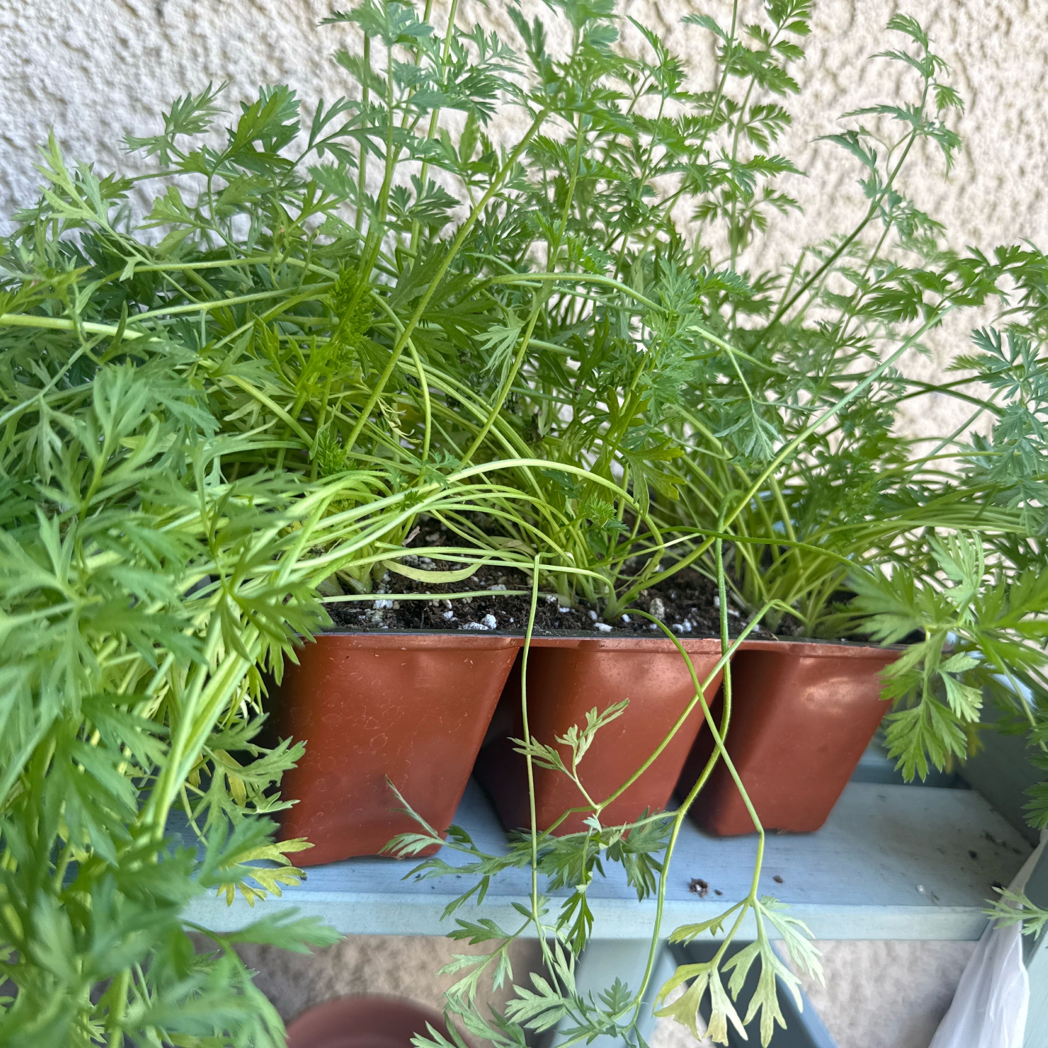 Photo of the plant species Gold Nugget Carrot by @ProWaxivy20 named Daphne on Greg, the plant care app