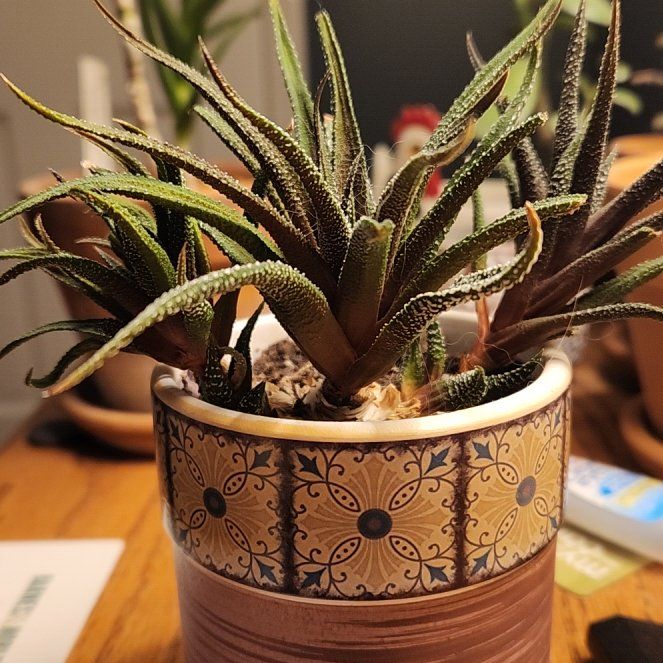 Photo of the plant species Hankey Dwarf Aloe by @SassyMakura94 named Ulysses S Plant on Greg, the plant care app