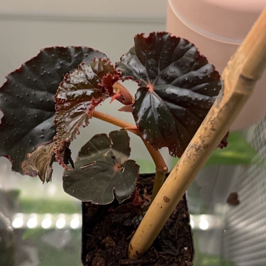 Photo of the plant species Painted-leaf Begonia by @WorldlyTutsan93 named Sherlock on Greg, the plant care app