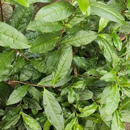 Photo of the plant species Tea by @RealAloevera90 named Hamilton on Greg, the plant care app
