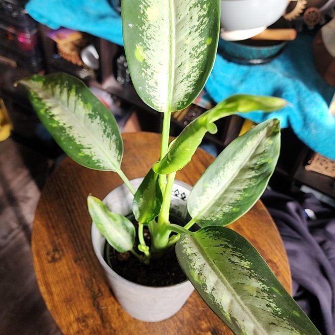 Photo of the plant species Dieffenbachia 'Panther' by @BossSoybean3 named Sahara on Greg, the plant care app