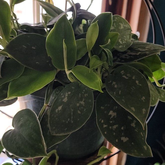 Photo of the plant species Silver Pothos by @BossSoybean3 named Sol on Greg, the plant care app