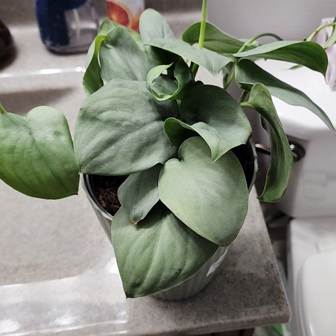 Photo of the plant species Scindapsus 'Platinum Java' by @BossSoybean3 named Mercury on Greg, the plant care app