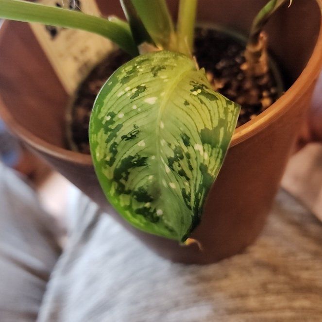 Photo of the plant species Dumb Cane 'Tiki' by @BossSoybean3 named Leaf Erickson on Greg, the plant care app