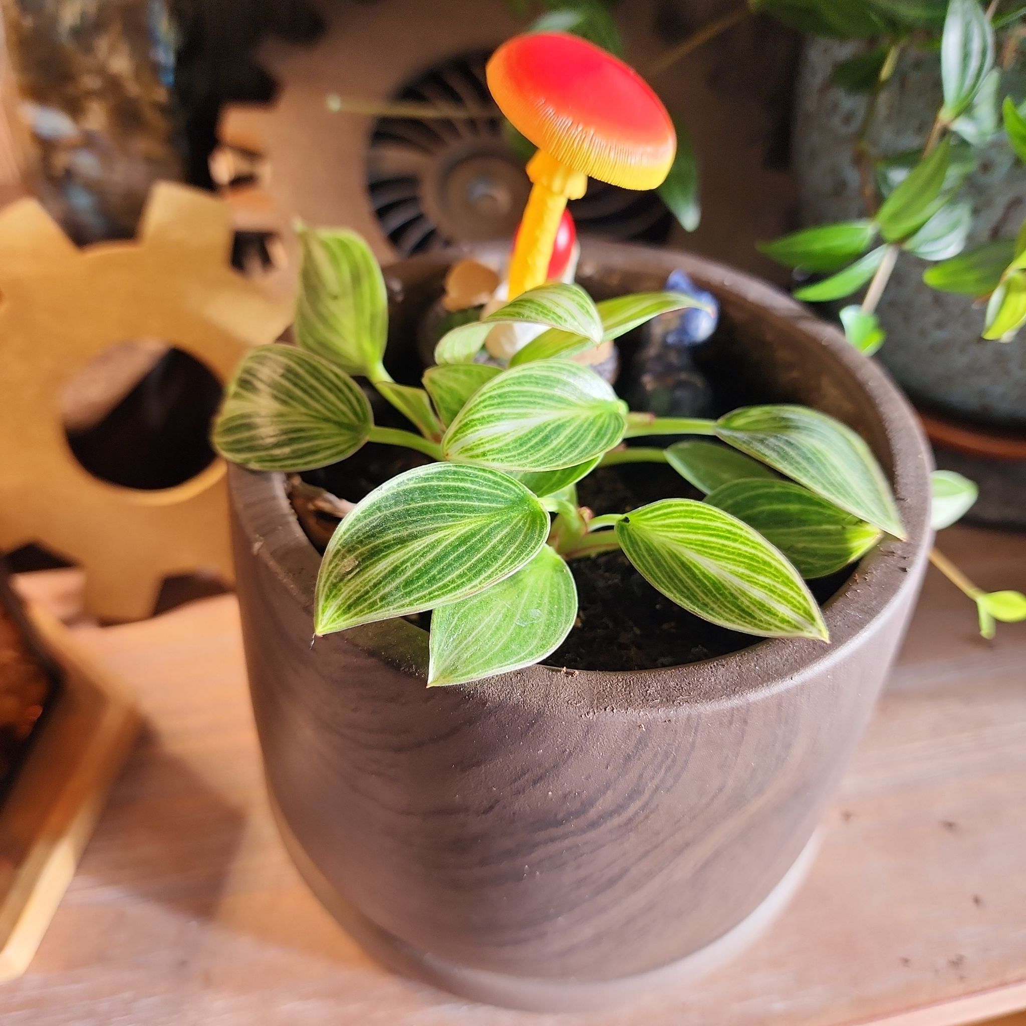Photo of the plant species Philodendron 'White Measure' by @BossSoybean3 named Zion on Greg, the plant care app