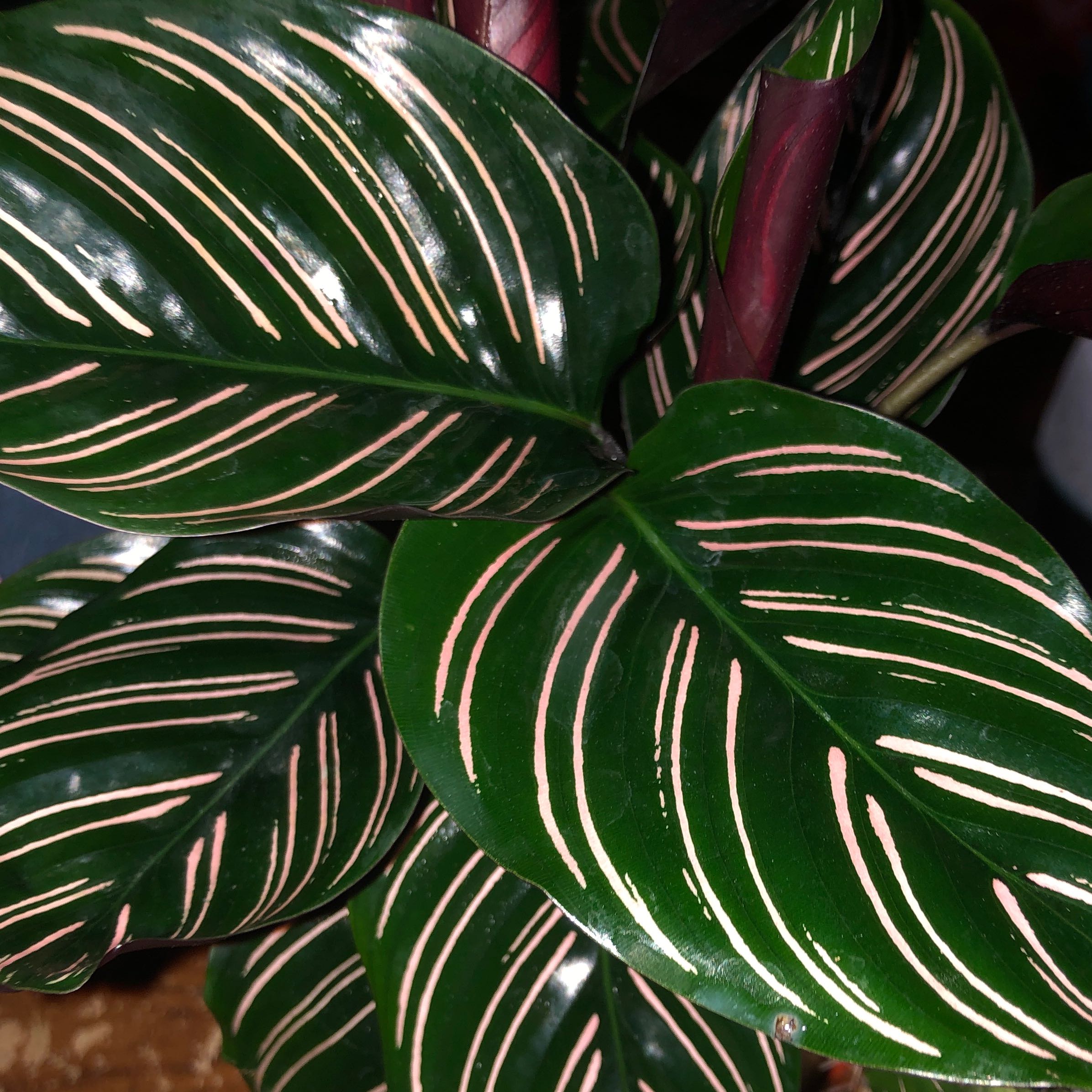 Photo of the plant species Pin-Stripe Calathea by @FancyGlamPlants named Pax on Greg, the plant care app