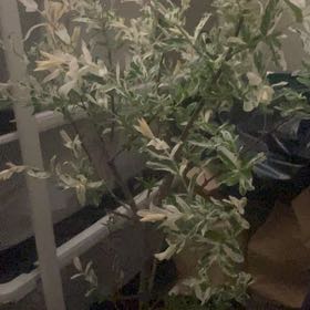 Photo of the plant species Japanese Willow by @GemDracopis55 named Sage on Greg, the plant care app