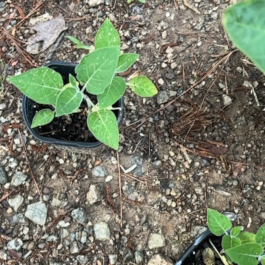 Photo of the plant species American Wintergreen by @FinePothos36 named Apollo on Greg, the plant care app