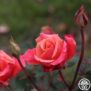 Photo of the plant species Rosa 'Honeysweet' by @QuietMira23 named Diana on Greg, the plant care app