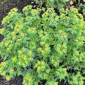 Photo of the plant species Cushion Spurge by @QuietMira23 named Sir Plancelot on Greg, the plant care app