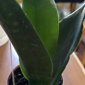 Photo of the plant species Tricolor Fern by @WinWildramp93 named Shakira on Greg, the plant care app
