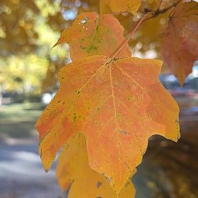 Photo of the plant species Sugar Maple by @WinWildramp93 named Plato on Greg, the plant care app