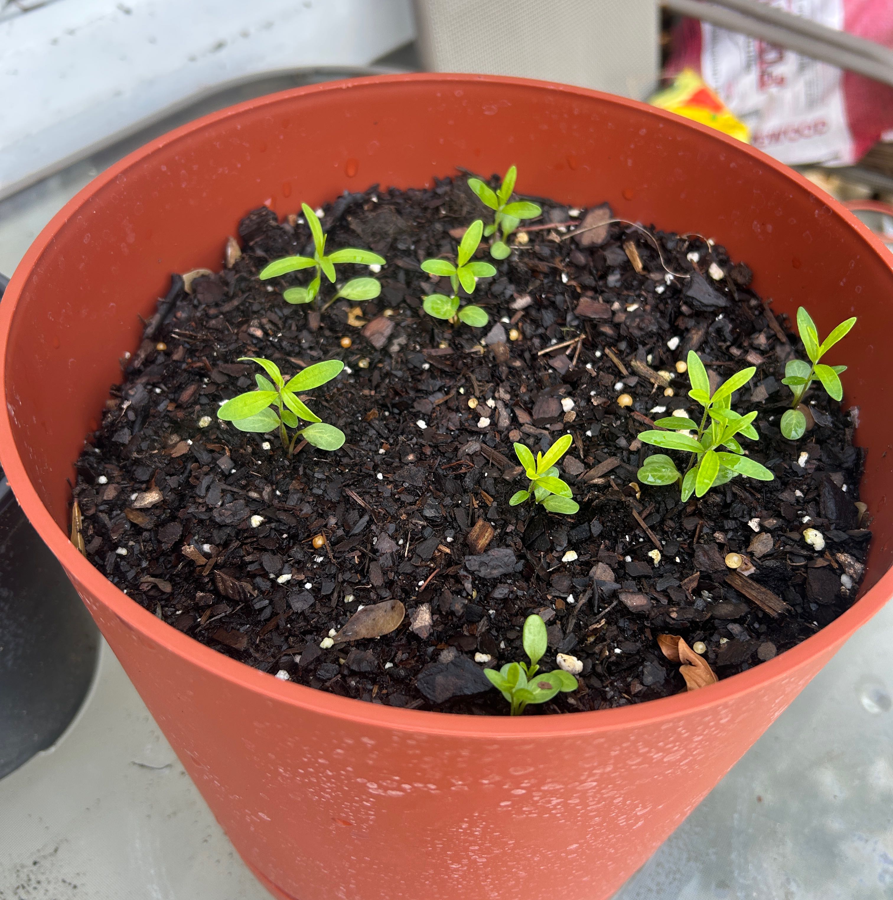 Photo of the plant species Asclepias 'Hello Yellow' by @SirChickpea5 named Trumpettes on Greg, the plant care app
