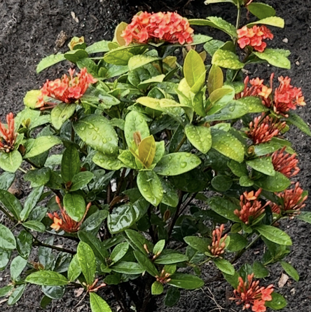 Photo of the plant species Maui Ixora by @SirChickpea5 named Lucy & Ethel on Greg, the plant care app