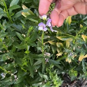Photo of the plant species Obedient Plant by @CalmPignut35 named Bodhi on Greg, the plant care app