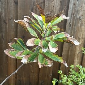 Photo of the plant species Ann Magnolia by @CalmPignut35 named Lola on Greg, the plant care app