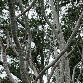 Photo of the plant species Screw Pine by @FabFernmoss70 named Fernie Mac on Greg, the plant care app