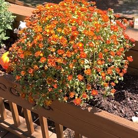 Photo of the plant species Belgian Mum by @CuddlyConecatus named ChloroPhil on Greg, the plant care app