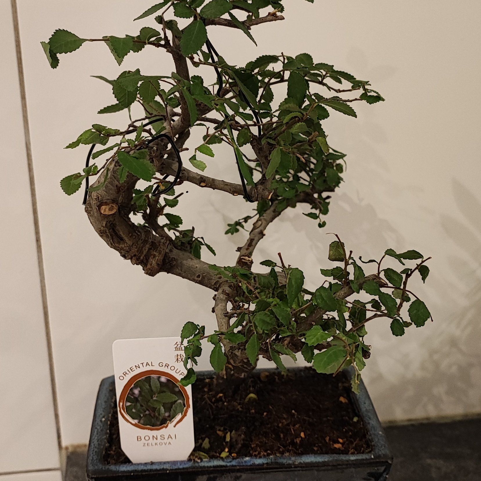 Photo of the plant species Zelkova by @GemCowshorn87 named Bonsai on Greg, the plant care app