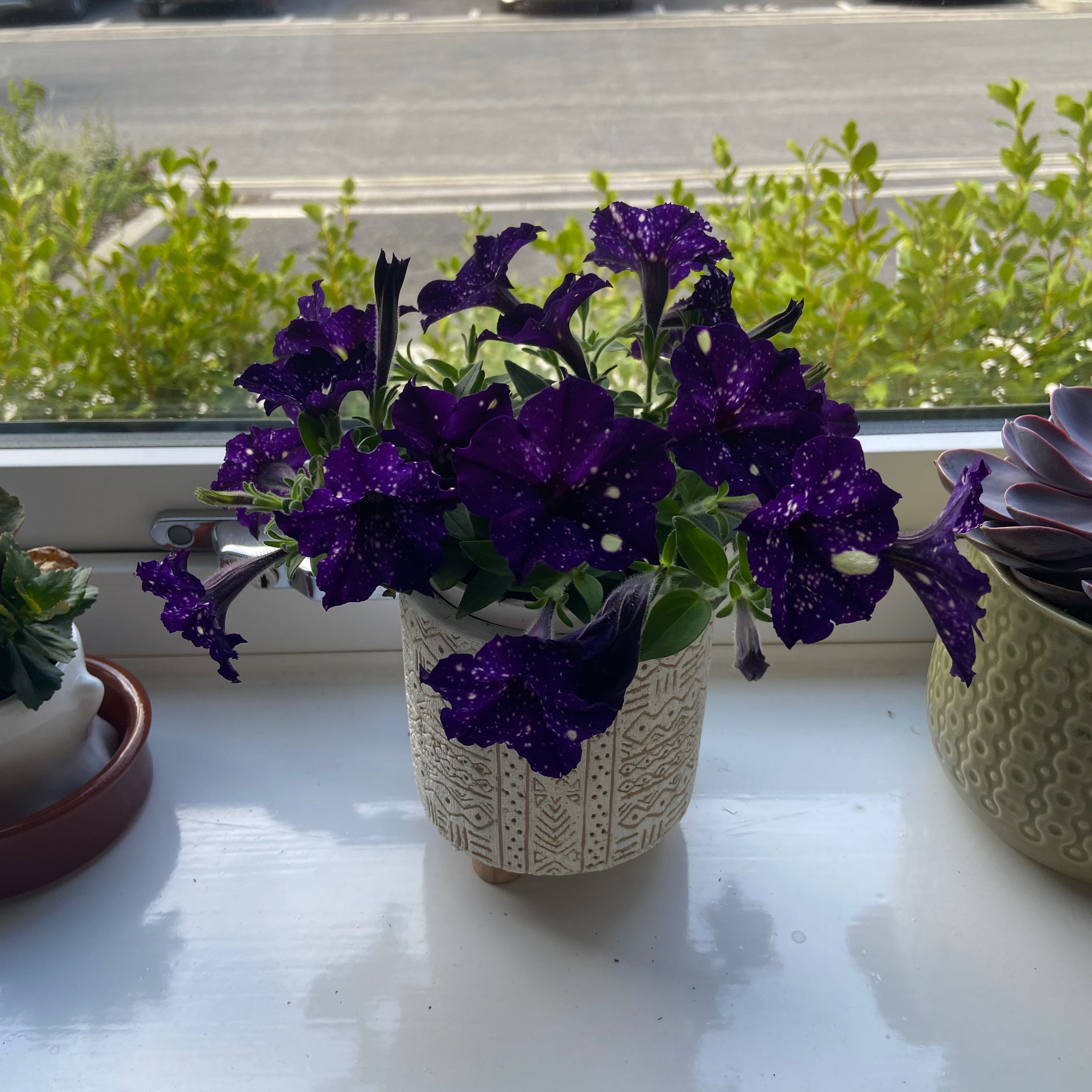 Photo of the plant species Night Sky Petunia by @LordlySeagrapes named Emerson on Greg, the plant care app