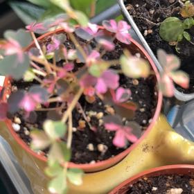 Photo of the plant species Oxalis 'Plum Crazy' by @inkytheblot named Elle on Greg, the plant care app