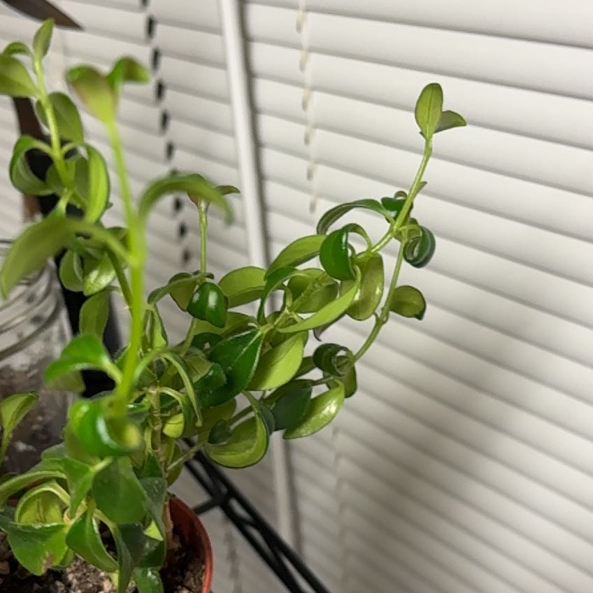 Goldfish Plant (Ronaldo)