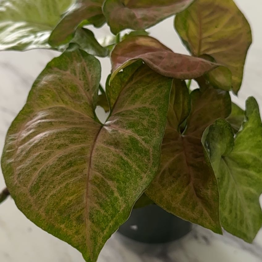 Photo of the plant species Regina Red Arrowhead Vine by @ZealCallalily75 named Leonardo on Greg, the plant care app