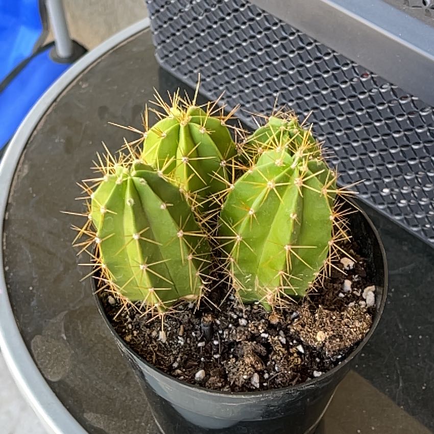 Photo of the plant species Lemaireocereus chende by @LeadWatermelon named Sonic on Greg, the plant care app