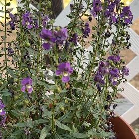 Photo of the plant species Angelonia by @SteadySandleek5 named Winston on Greg, the plant care app