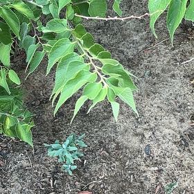 Photo of the plant species Western Hackberry by @SteadySandleek5 named Treeyoncé on Greg, the plant care app