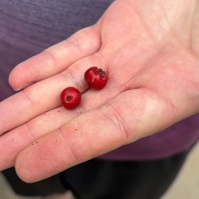 Photo of the plant species Hawthorn by @SteadySandleek5 named Gobi on Greg, the plant care app