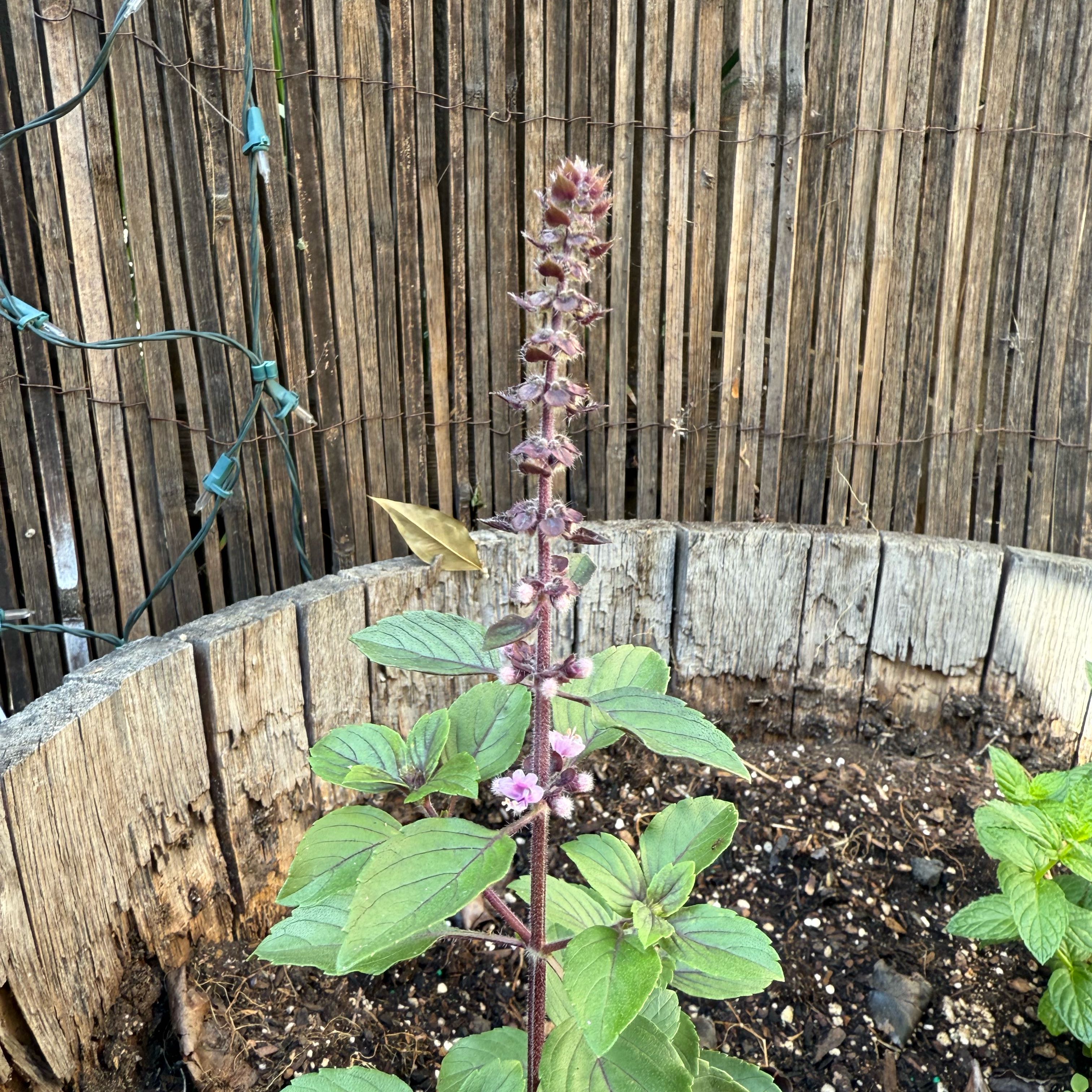 Photo of the plant species Magic Mountain Basil by @AlternateFlax62 named Zion on Greg, the plant care app