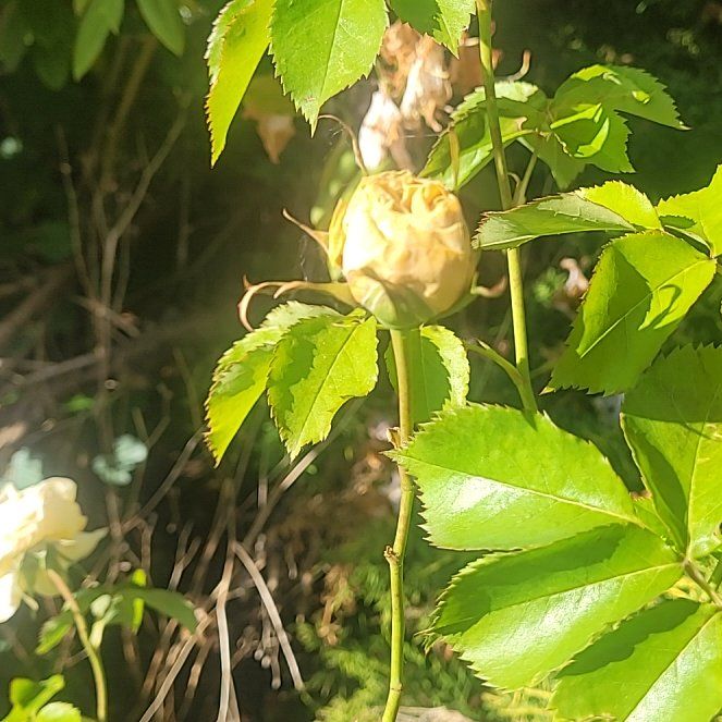 Photo of the plant species Yellow Brick Road Rose by @SereneCentella named Zeus on Greg, the plant care app