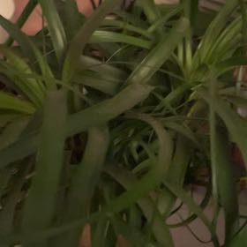 Photo of the plant species poneytail palm by @CasualStaraloe named Einstein on Greg, the plant care app