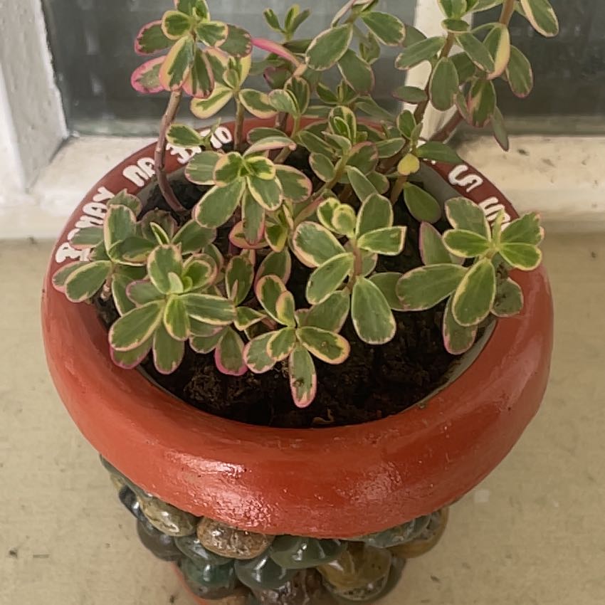Photo of the plant species Portulaca oleracea 'Variegata' by @Ramyeoncito named Apollo on Greg, the plant care app