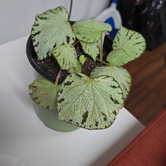 Photo of the plant species Begonia 'Silver Jewel' by @OrlandoMyers named Quicksilver on Greg, the plant care app