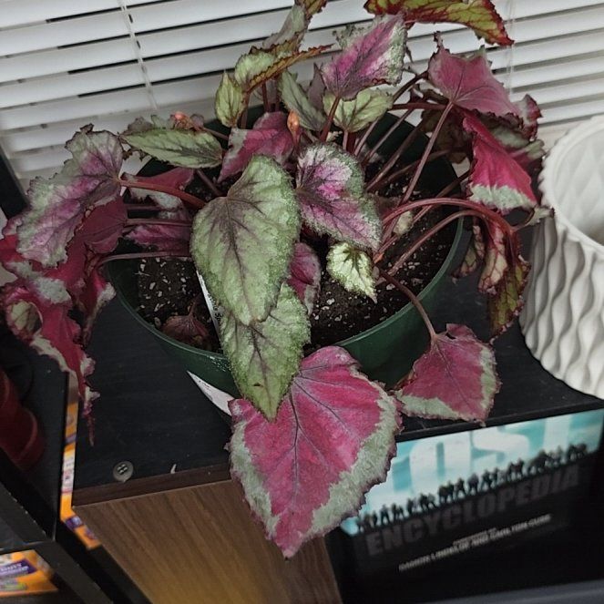 Photo of the plant species Rex Begonia 'Spitfire' by @OrlandoMyers named Big Red on Greg, the plant care app