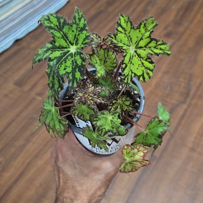 Photo of the plant species Begonia 'Geometry' by @OrlandoMyers named Geo on Greg, the plant care app