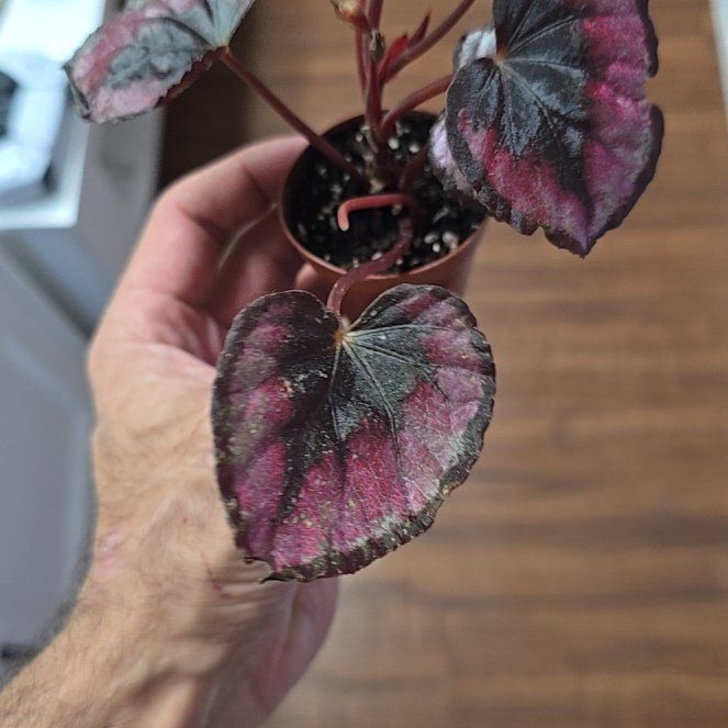 Photo of the plant species Red kiss Begonia by @OrlandoMyers named Red on Greg, the plant care app
