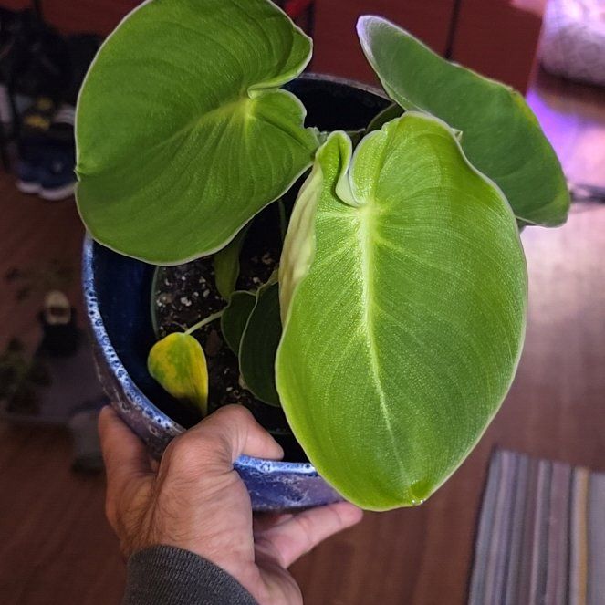 Photo of the plant species Pigskin Philodendron by @OrlandoMyers named Porky on Greg, the plant care app