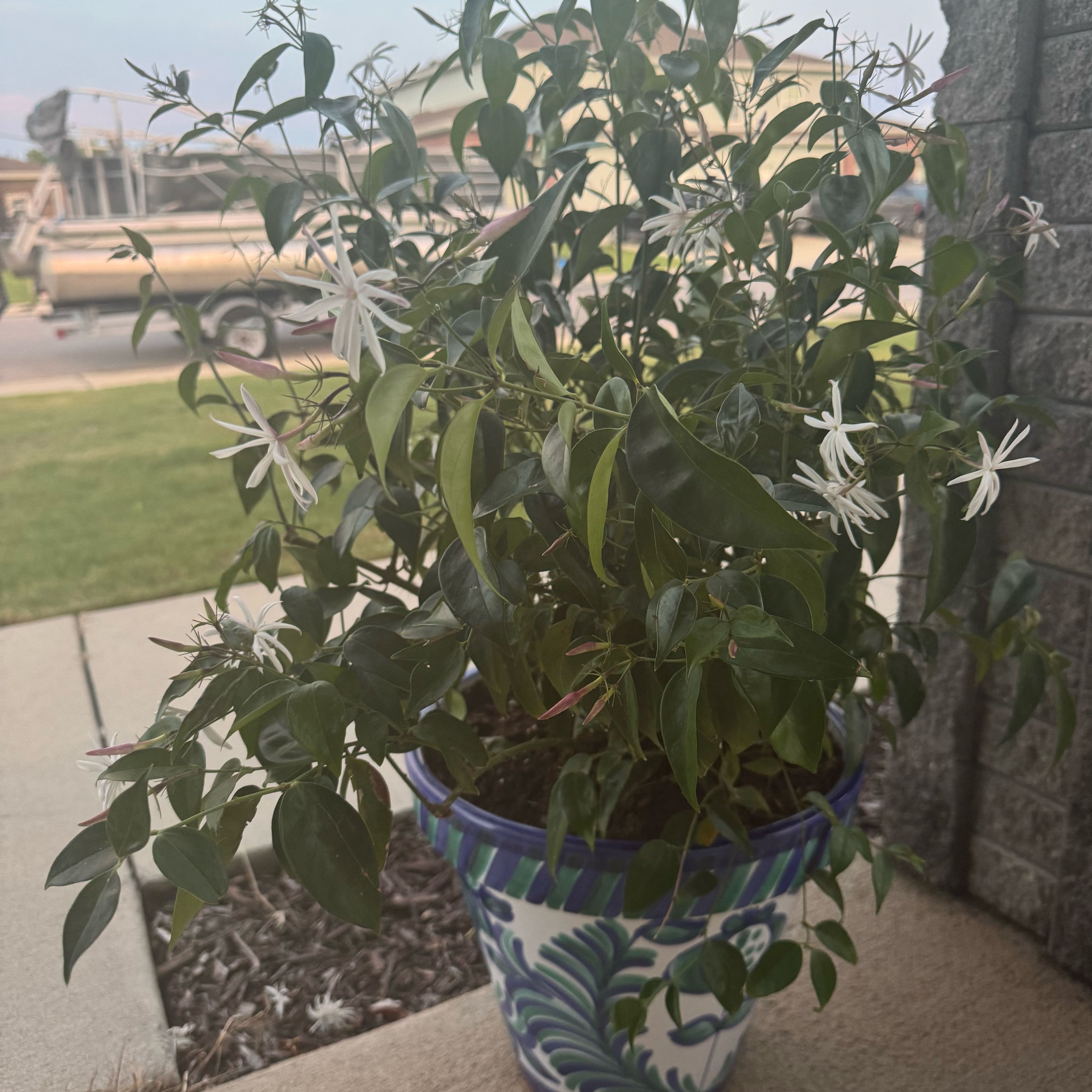 Plant care for Fraxinus dimorpha on Greg, the plant care app