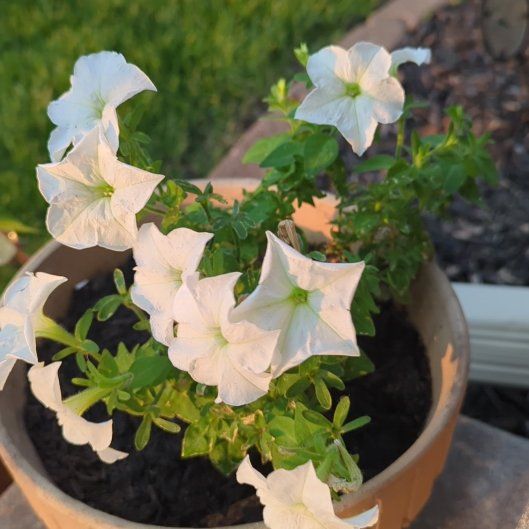 Photo of the plant species Bioluminescent Firefly Petunia by @DynamoMaitake named Frank on Greg, the plant care app