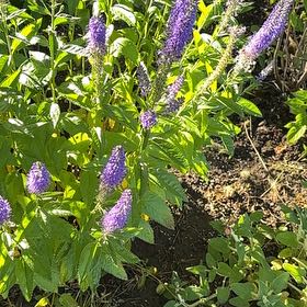Photo of the plant species Spike Speedwell by @HipAnahaw69 named Nemo on Greg, the plant care app