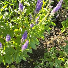 Photo of the plant species Spike Speedwell by @HipAnahaw69 named Diana on Greg, the plant care app